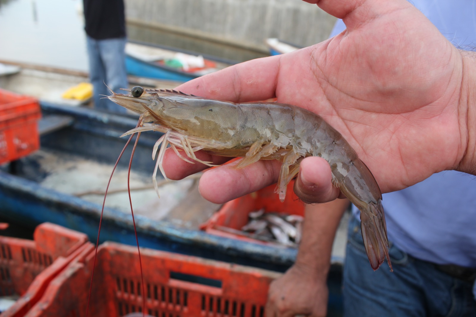 Detalle de un camarón crudo entero sostenido en una mano