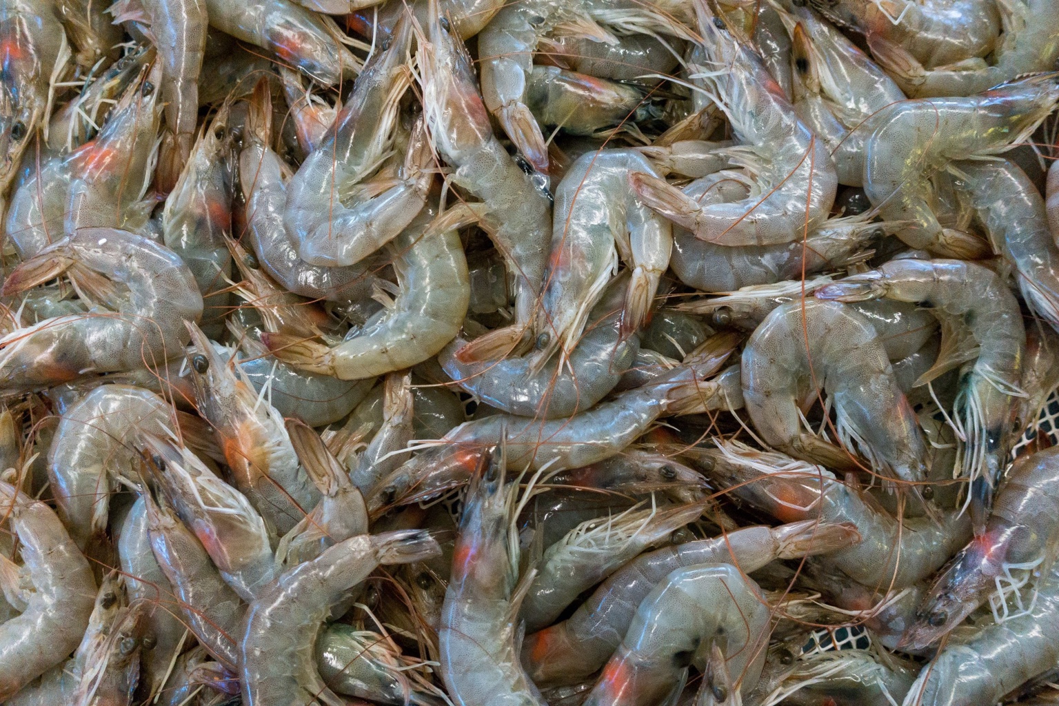 Camarones crudos enteros con cabeza y cáscara