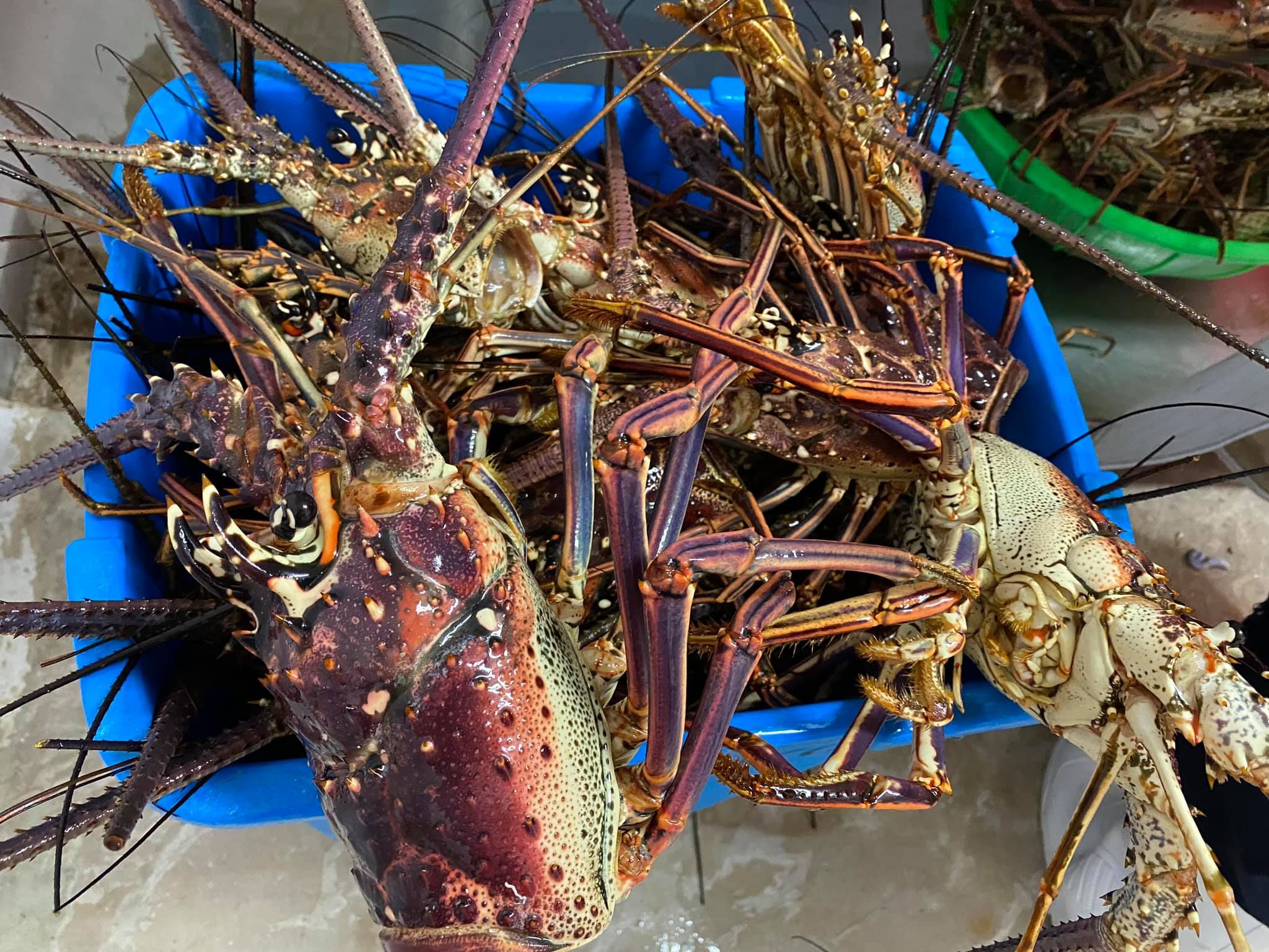 Langostas enteras en un contenedor azul