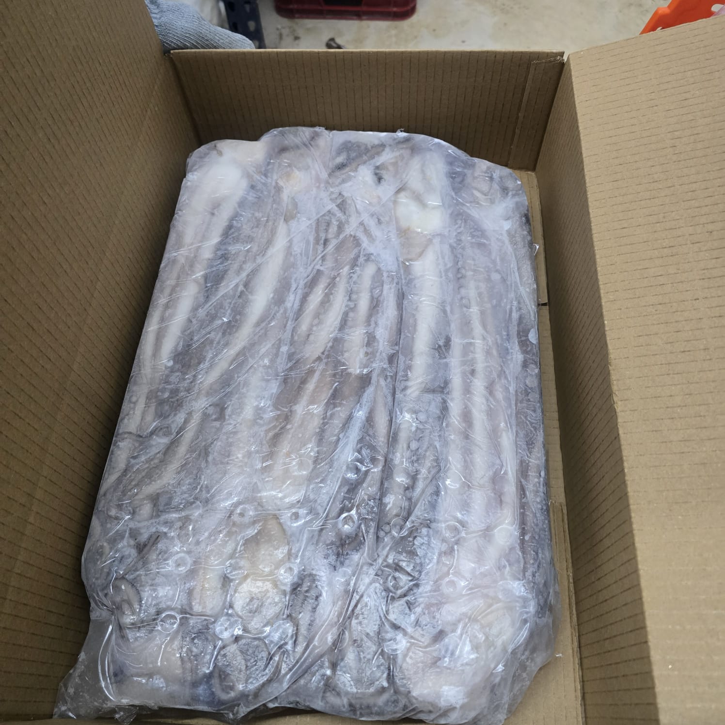 Pulpo procesado y congelado en marqueta, empacado en una caja