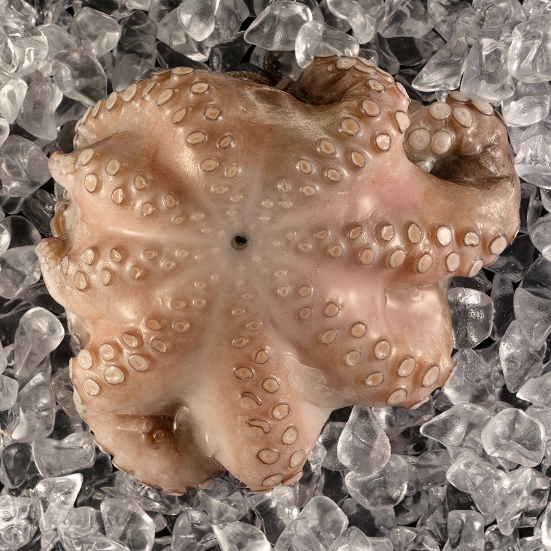 Pulpo entero sobre hielo, antes de su presentación en marqueta